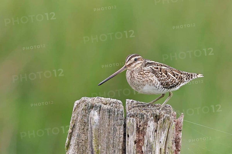 Snipe (Gallinago gallinago), standing on fence posts of a pasture, on moorland, snipe birds, wildlife, nature photography, Ochsenmoor, Naturpark Dümmer See, Hüde, Lower Saxony, Germany