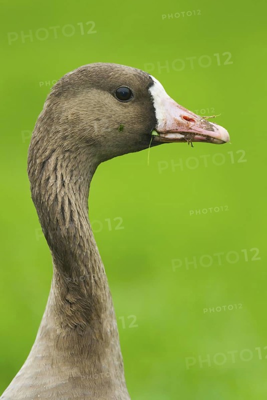 Greater White-fronted Goose (Anser albifrons), Schleswig-Holstein, Germany