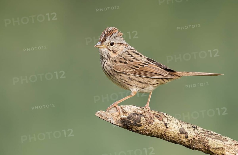 Lincoln's Sparrow (Melospiza lincolnii) perched on a branch, Texas, USA