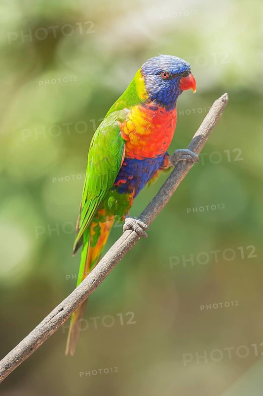 Rainbow Lorikeet (Trichoglossus haematodus) sitting on a twig, Lone Pine Koala Sanctuary, Brisbane, Queensland, Australia