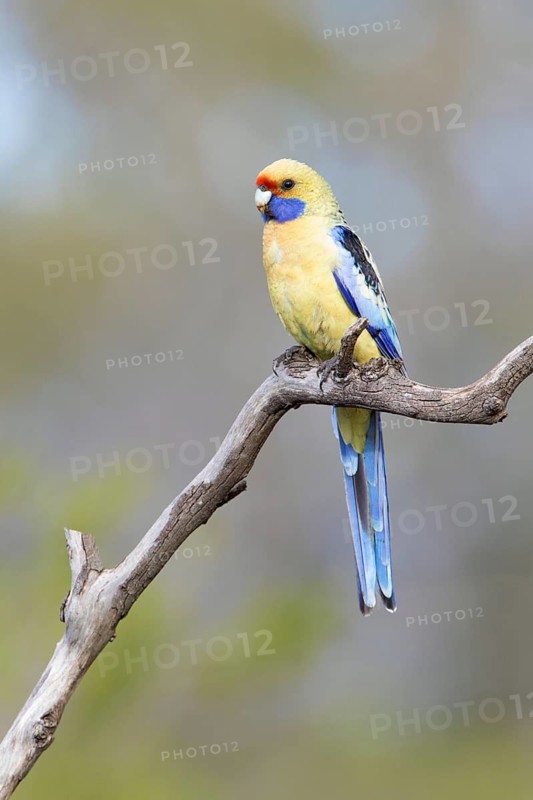 Yellow Rosella (Platycercus elegans flaveolus) male, Victoria, Australia