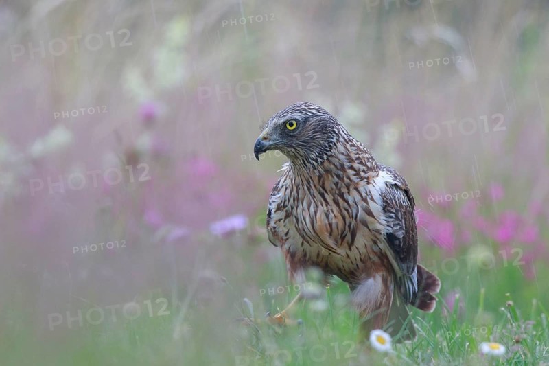 Western Marsh Harrier (Circus aeruginosus) male on grassland in rain, Poland