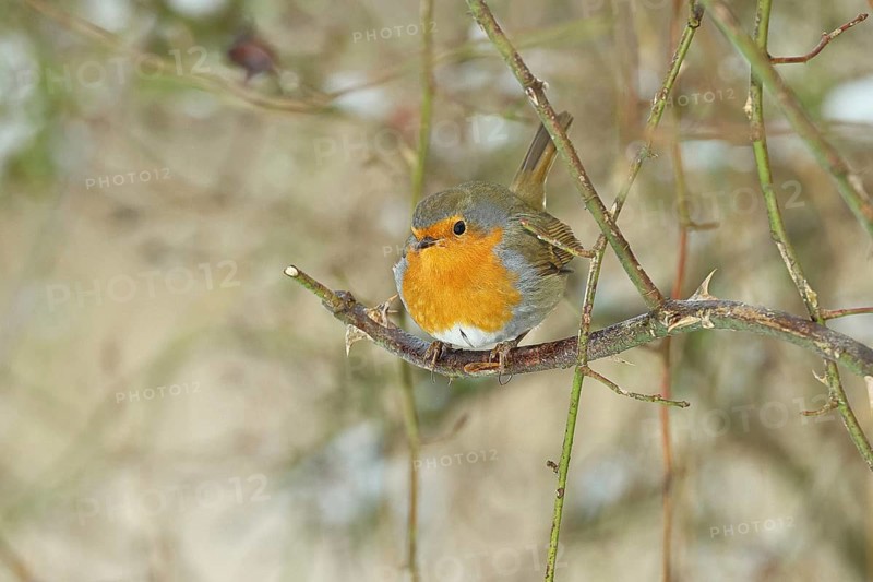 Robin (Erithacus rubecula), on a twig in the branches of a dog rose (Rosa canina), Wilnsdorf, North Rhine-Westphalia, Germany