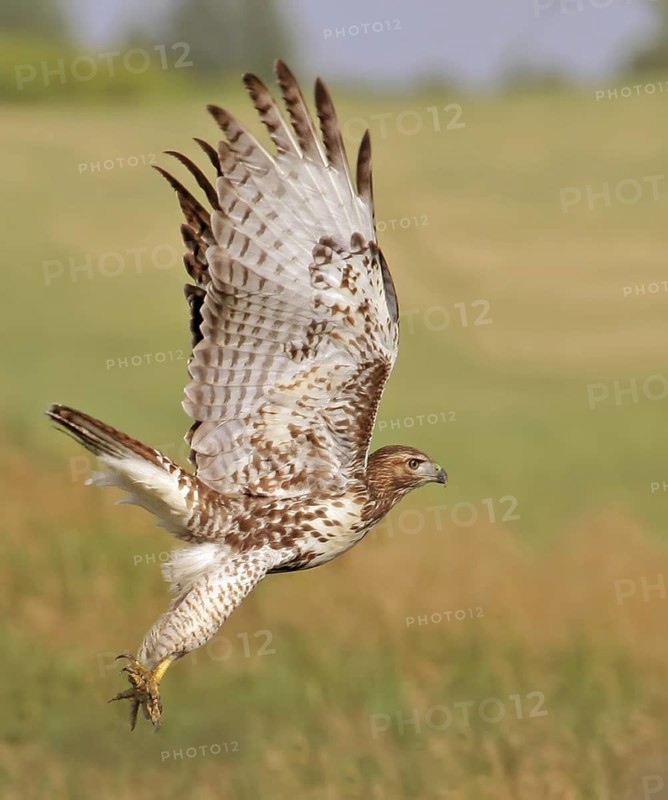 Red-tailed Hawk (Buteo jamaicensis) flying, Saskatchewan, Canada