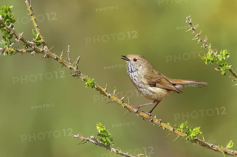 Brown Thornbill (Acanthiza pusilla) singing, Victoria, Australia