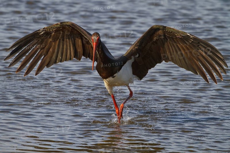 Black Stork (Ciconia nigra) foraging, Greece