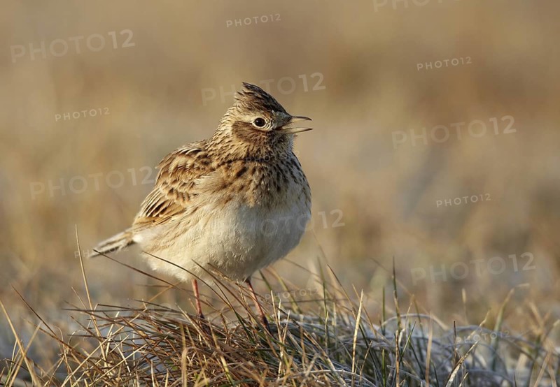 Eurasian Skylark (Alauda arvensis) singing, Mecklenburg-Western Pomerania, Germany
