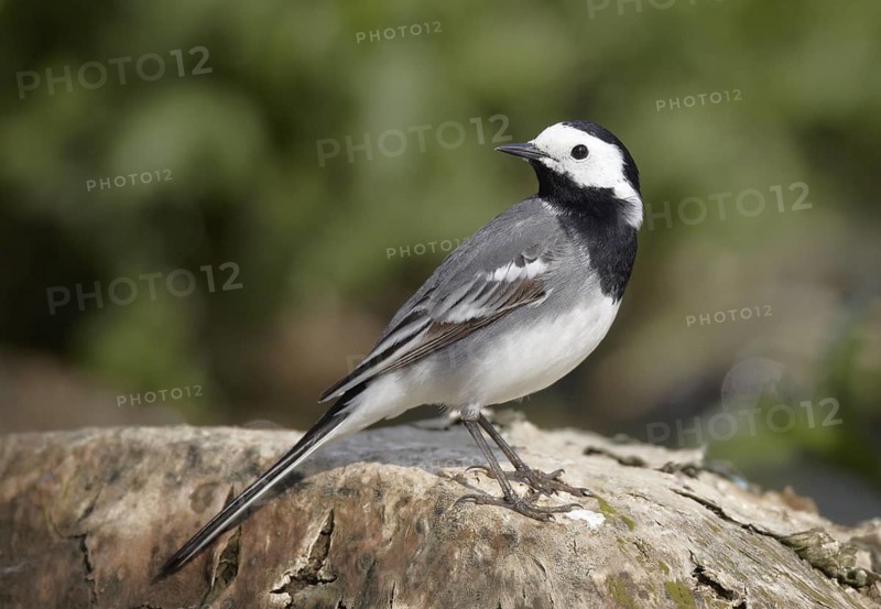 White Wagtail (Motacilla alba), Mecklenburg-Western Pomerania, Germany