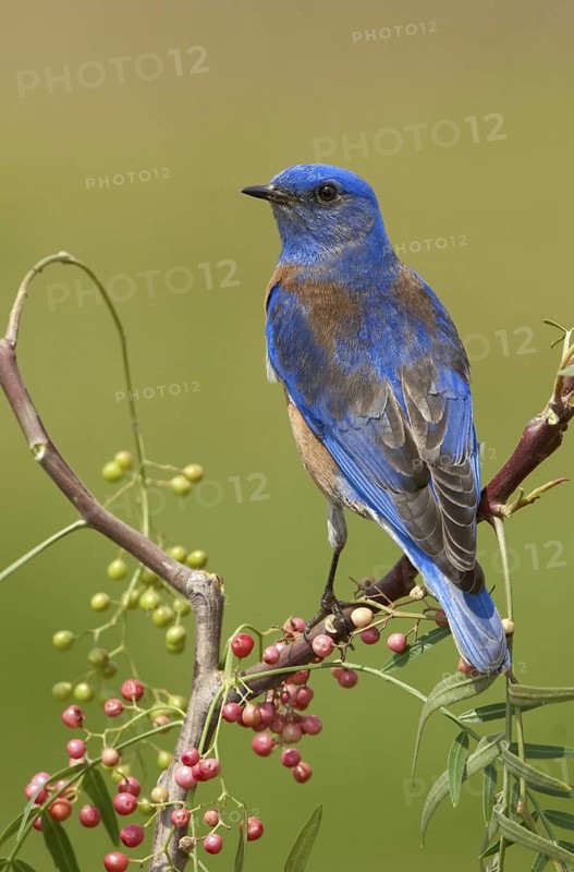 Western Bluebird (Sialia mexicana) male, California, USA