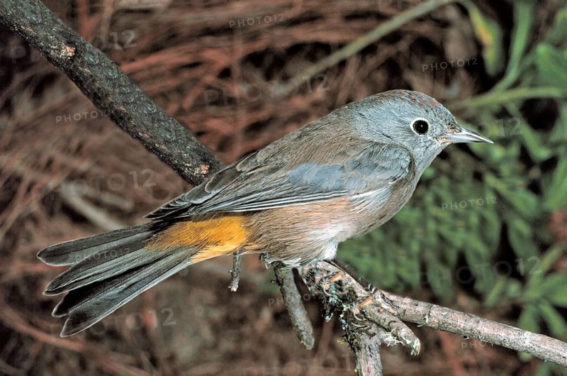 Colima Warbler Vermivora crissalis La Cunbre, Oaxaca, Mexico December Adult Parulidae temporary captive