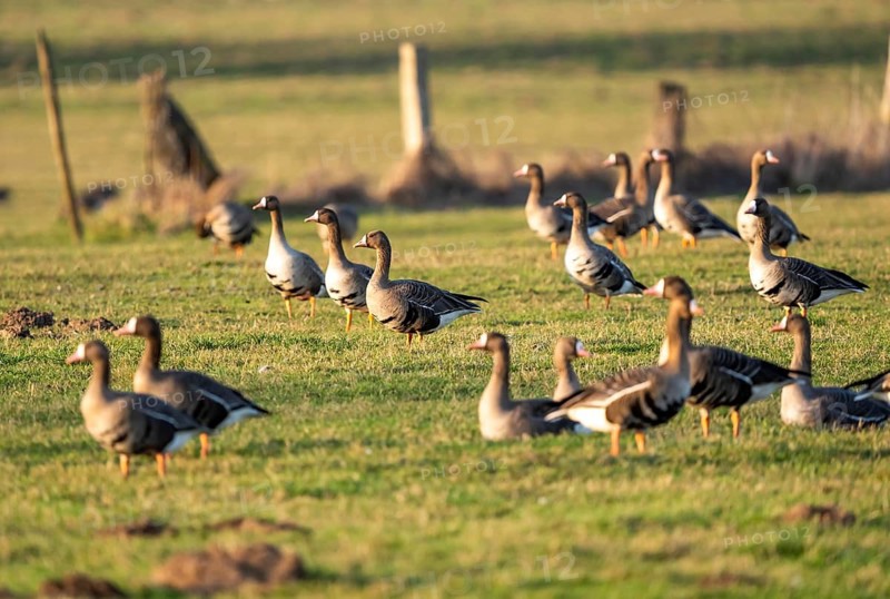 Bislicher Insel, nature reserve on the Rhine, Altrheinarm, near Xanten, Lower Rhine, Wesel district, one of the few floodplain landscapes in Germany, in winter over 20, 000 wild birds, many arctic geese species pause and hibernate, here coot geese, North Rhine-Westphalia, Germany