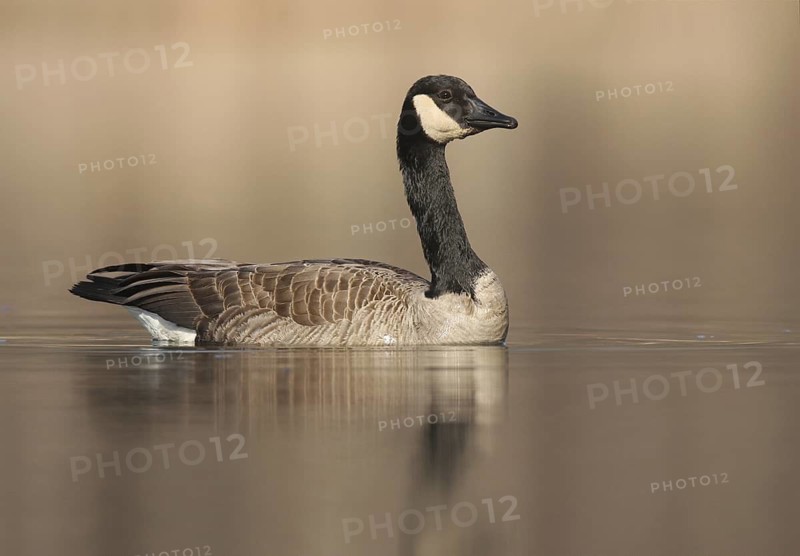 Canada Goose (Branta canadensis), Ohio, USA