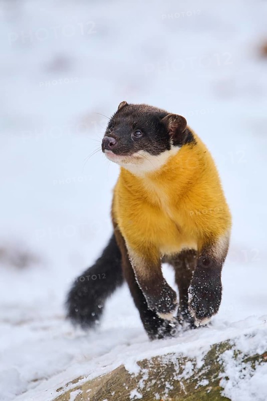 Yellow-throated marten (Martes flavigula) running in the snow in winter, Germany