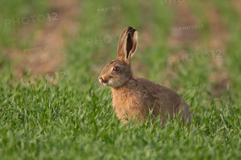 European brown hare (Lepus europaeus) juvenile baby leveret comically amusing sticking its tongue out in grassland in summer, England, United Kingdom
