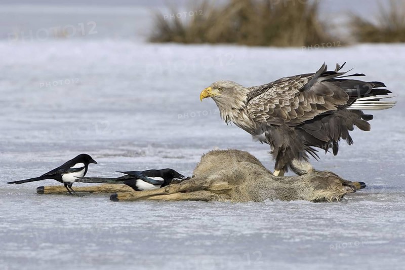 White-tailed Eagle (Haliaeetus albicilla), Mecklenburg-Western Pomerania, Germany