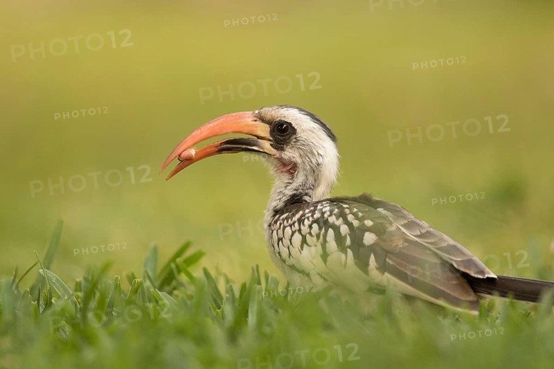 Western Red-billed Hornbill (Tockus kempi) eating peanut, Gambia