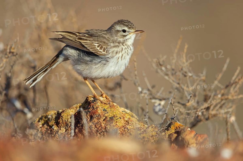 Canary Island pipit, (Anthus bertheloti) Songbird, family of stilts and pipits, Lanzarote, Canary Islands, Spain