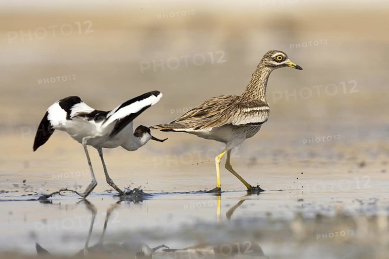 Pied Avocet & Eurasian Stone-curlew (Recurvirostra avosetta & Burhinus oedicnemus), Castile-La Mancha, Spain