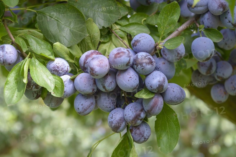 Plum (Prunus domestica 'Wangenheimer Frühzwetsche'), Marquardt, Brandenburg, Germany