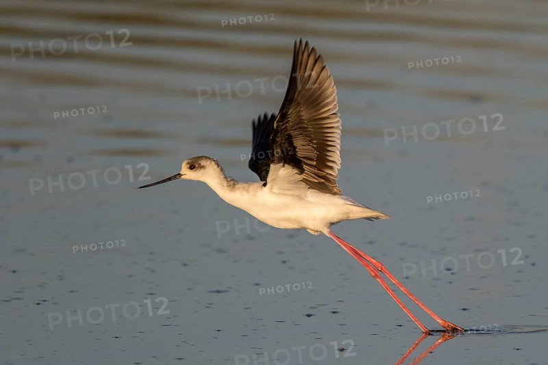 Black-winged Stilt (Himantopus himantopus) taking flight, Greece