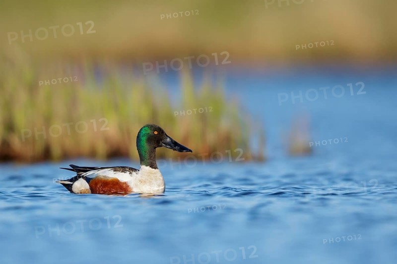 Northern Shoveler (Anas clypeata) in a pond near Nome, Alaska