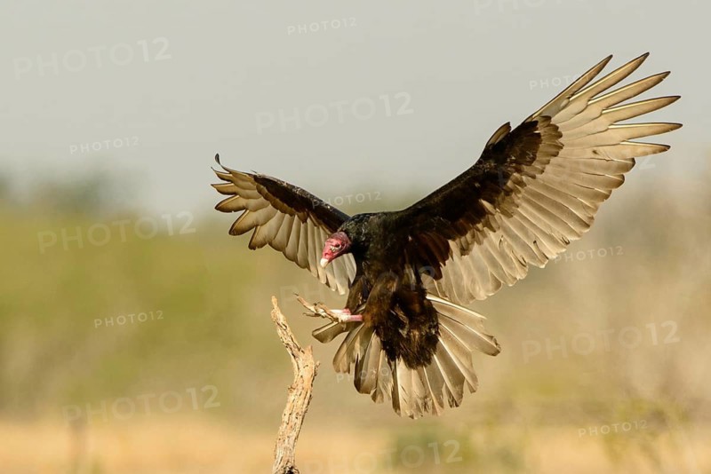 Turkey Vulture (Cathartes aura), Texas, USA