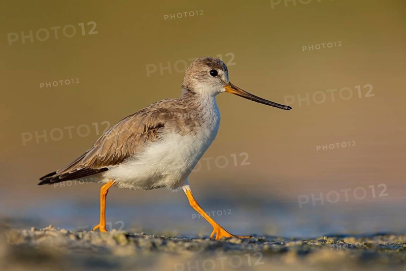 Terek sandpiper, (Xenus cinereus), animal, animals, bird, birds, snipe family, snipe, biotope, habitat, foraging Salalah, Raysut, Sohar, Oman