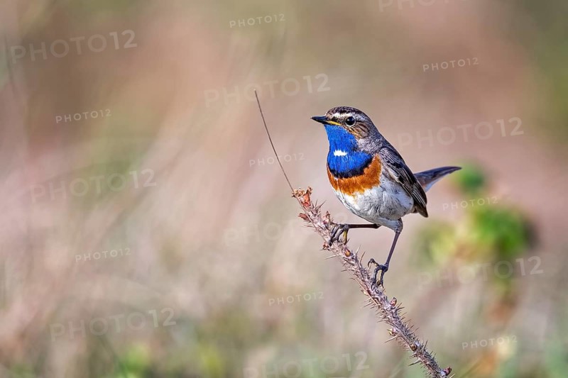 Bluethroat (Luscinia svecica cyanecula) male perched on a branch, Texel, Netherlands