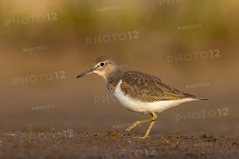 Common Sandpiper (Actitis hypoleucos), North Rhine-Westphalia, Germany