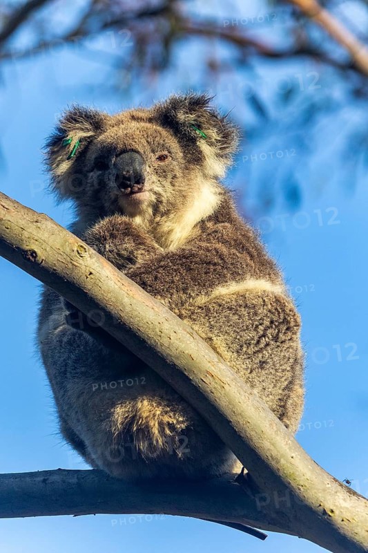 A koala comfortably perched on a eucalyptus tree branch, basking in the sunlight. The serene setting highlights its iconic fluffy ears and expressive eyes against a clear blue sky