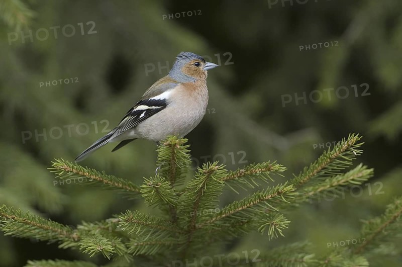 Common Chaffinch (Fringilla coelebs) male, Saxony, Germany