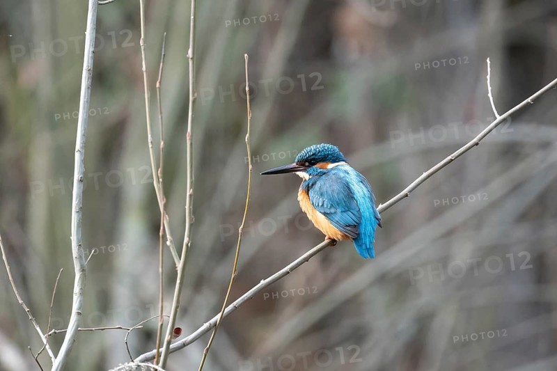 A vivid kingfisher with striking blue and orange plumage sits gracefully on a thin branch amidst a muted background of twigs and soft foliage, displaying its colorful profile in a serene natural habitat