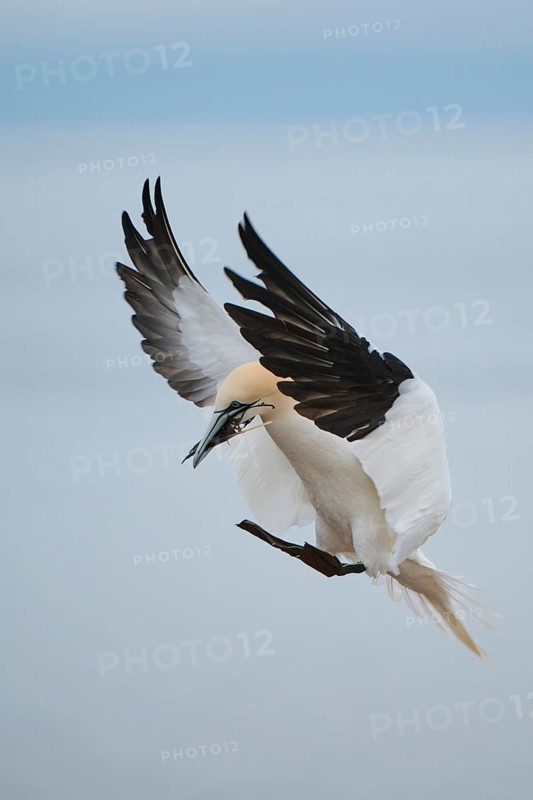 Northern gannet (Morus bassanus) landing with nesting material in its beak, wildlife, Helgoland, Germany