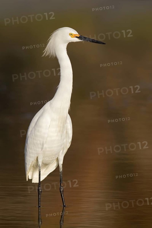 Snowy Egret (Egretta thula), Florida, USA
