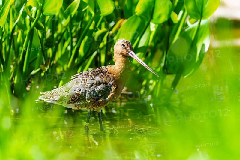 Lapwing standing in dense greenery, surrounded by plants and natural habitat, black-tailed godwit (Limosa limosa), France
