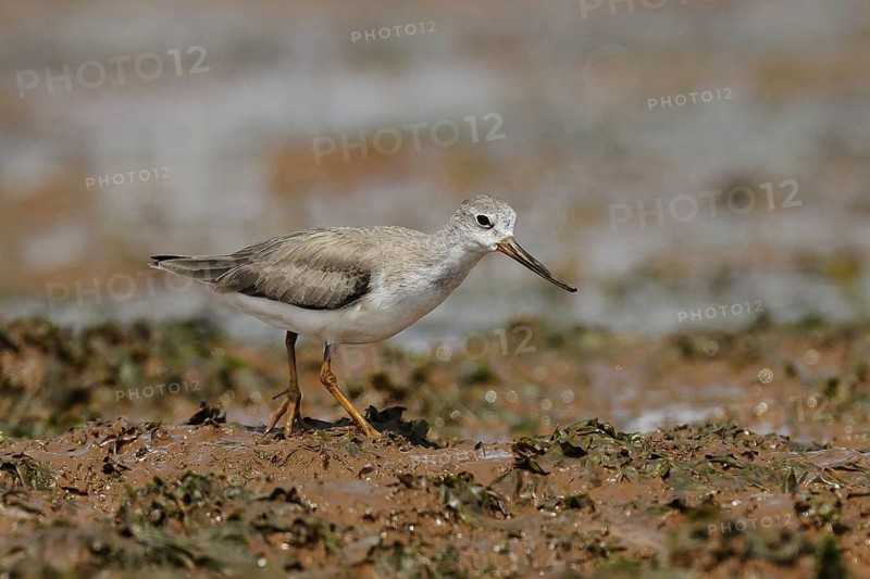 Terek Sandpiper (Xenus cinereus), Malindi, Kenya
