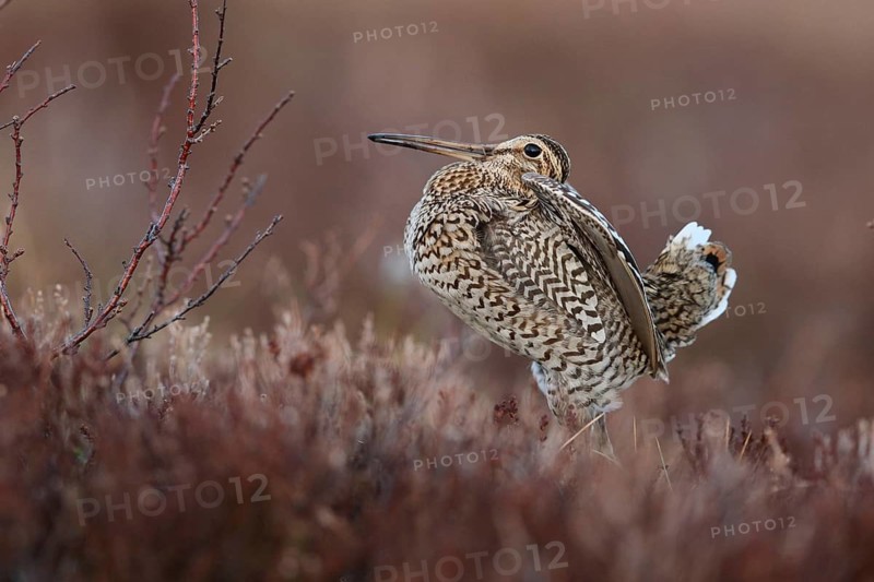 Great Snipe (Gallinago media), Buskerud, Norway