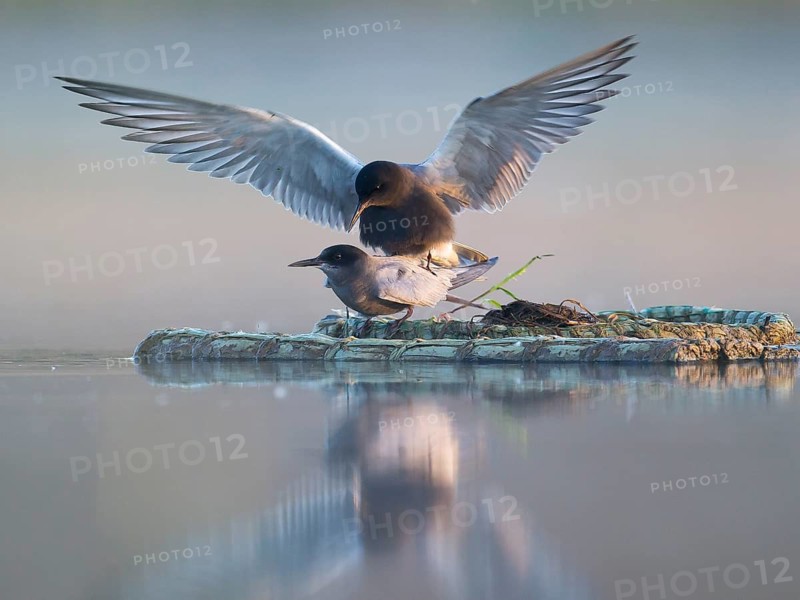 Black Tern (Chlidonias niger) pair mating, Mecklenburg-Western Pomerania, Germany