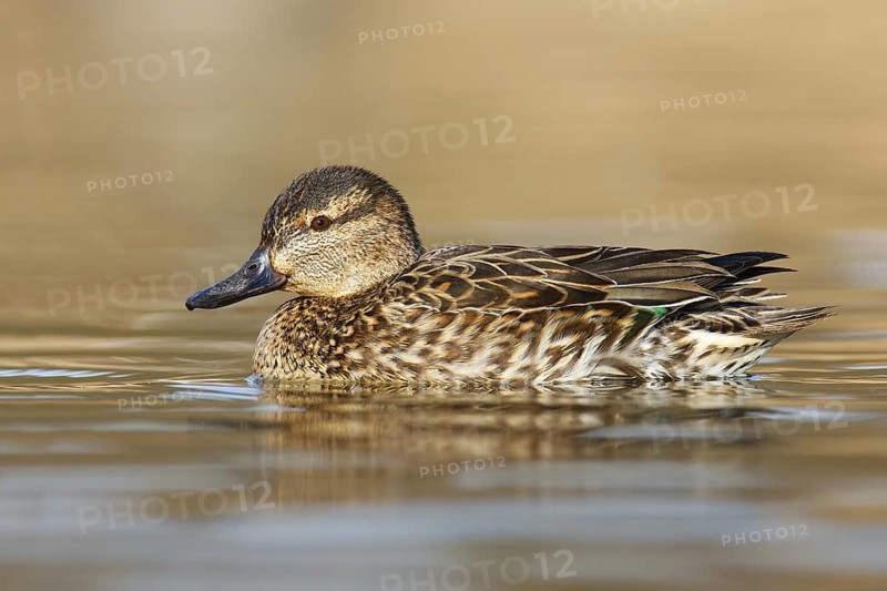 Green-winged Teal (Anas carolinensis) female, British Columbia, Canada
