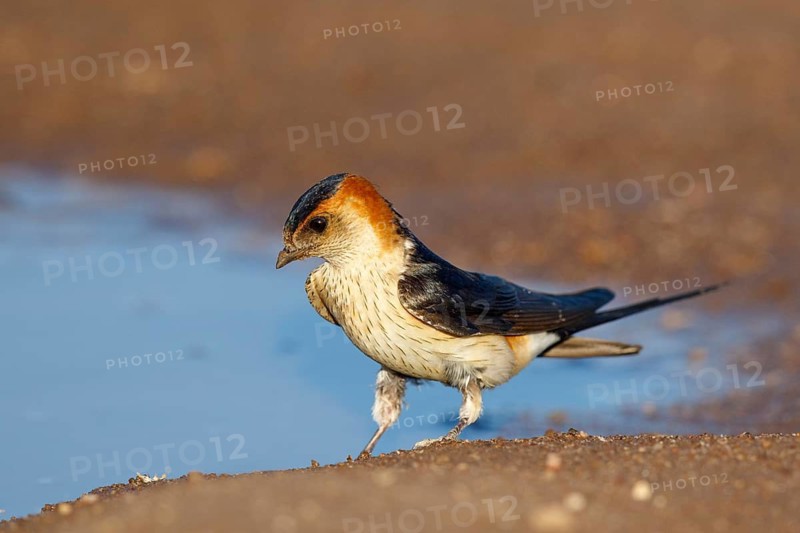 Red-rumped Swallow (Cecropis daurica) looking for nesting material, Lesvos, Greece