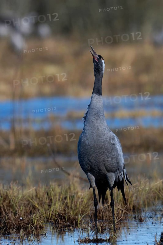Common crane (Grus grus), Hornborga, Sweden