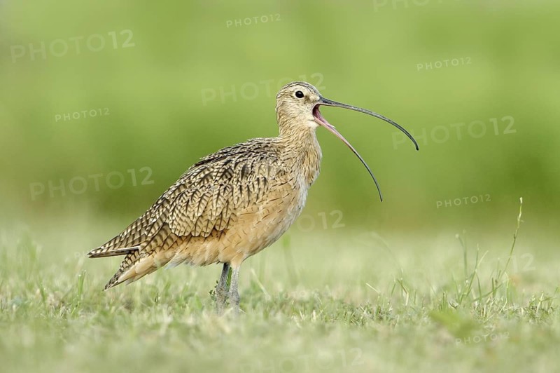 Long-billed Curlew (Numenius americanus), Texas, USA