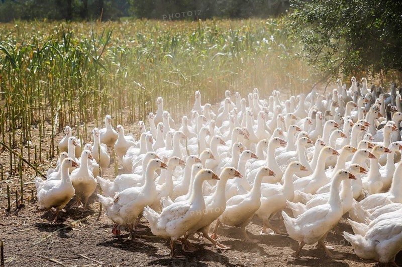 Wittichenau, Oberlausitz, Saxony, Germany - Geese in the maize field, animals on the family-run Domanja farm and vegetable farm are kept in a species-appropriate manner with generous space above organic standards and fed with their own farm-produced feed