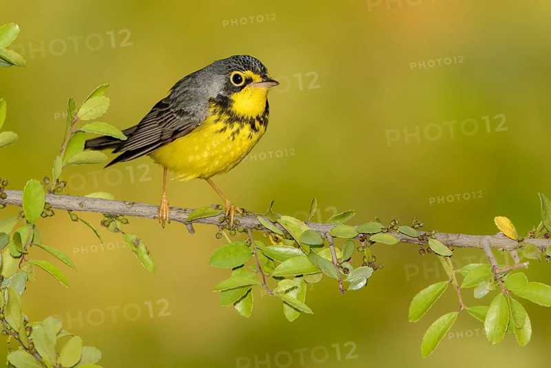 Canada Warbler (Cardellina canadensis) male, Texas, USA