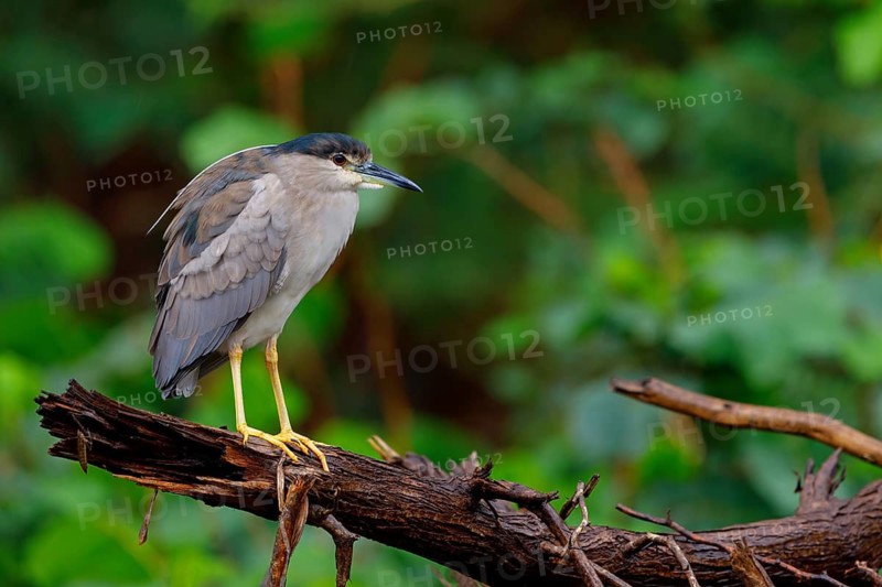 Black-crowned black crowned night heron (Nycticorax nycticorax), Bihoreau gris, HÈron bihoreau, Martinete Com?n, Ayn Razat, Salalah, Dhofar, Oman