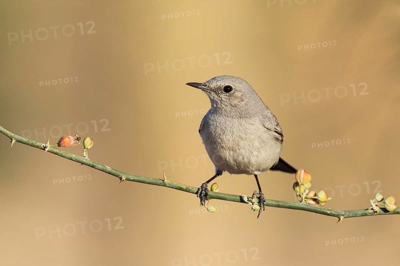 Blackstart (Oenanthe melanura), Eilat, Israel
