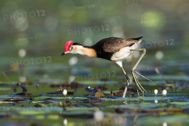 Comb-crested Jacana (Irediparra gallinacea), Queensland, Australia