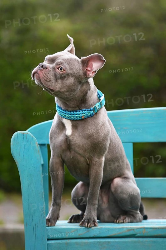 Healthy lilac brindle French Bulldog with long snout, natural tail and long legs sitting on blue bench. Example of improved anatomy and responsible breeding