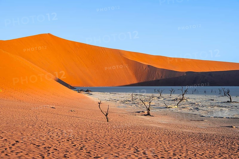Dead camel thorn trees (Vachellia erioloba), red sand dunes, white salt pan, Dead Vlei, Sossusvlei, Namib Desert, Namib-Naukluft Park, Namibia