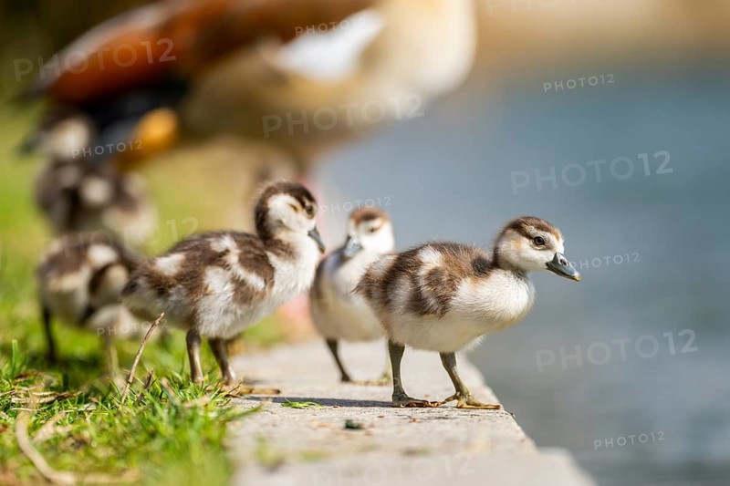 Egyptian goose (Alopochen aegyptiaca) cute chicks on a meadow at the shore of a lake, Bavaria, Germany